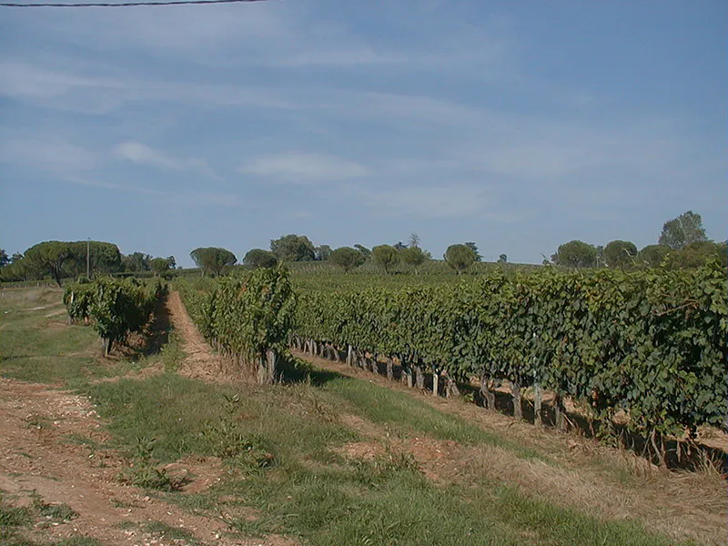 Sentier des Châtaigniers Lembras Lembras Nouvelle-Aquitaine