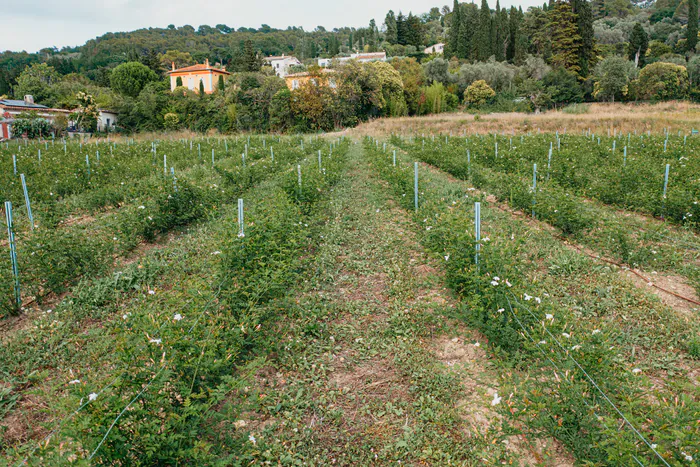 Visite guidée de la pépinière des Fleurs d'Exception du Pays de Grasse Les Jardins du Musée International de la Parfumerie Mouans-Sartoux