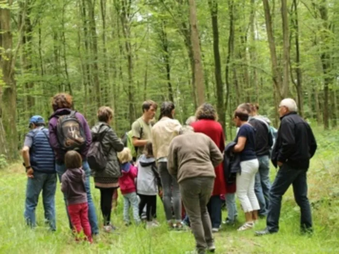 Levez les yeux ! Parcours découverte en milieu forestier Maison de la Forêt Montfiquet