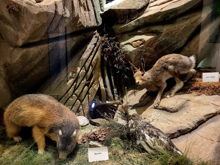 Je fabrique mon mémo des animaux Maison du bouquetin Allemond