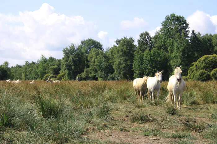 Visite guidée : la gestion écologique du marais Marais du Grand Hazé Lonlay-le-Tesson