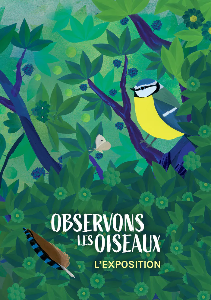 Exposition : observons les oiseaux Médiathèque Emile Zola Sées