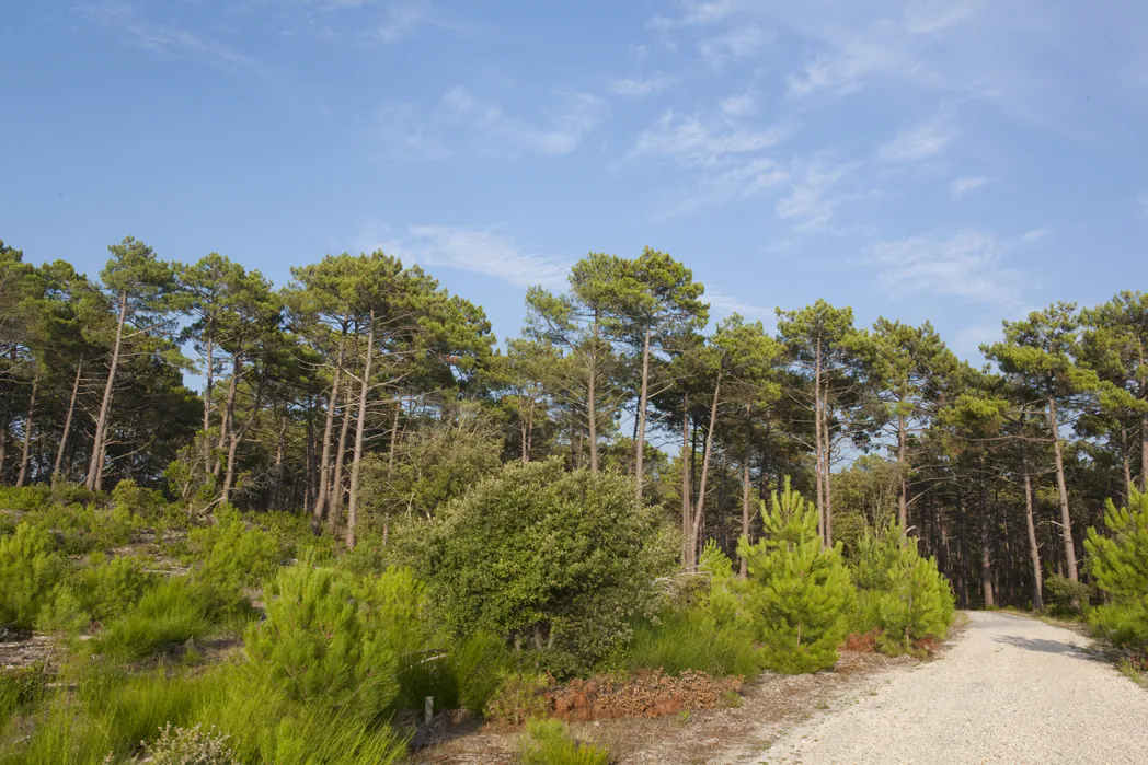 Running de 10/15 km à Lacanau Lacanau Nouvelle-Aquitaine