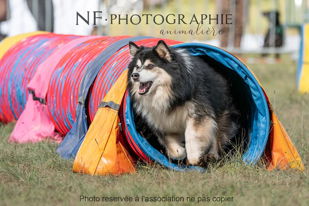 CANIFUN LE WEEK-END DU CHIEN