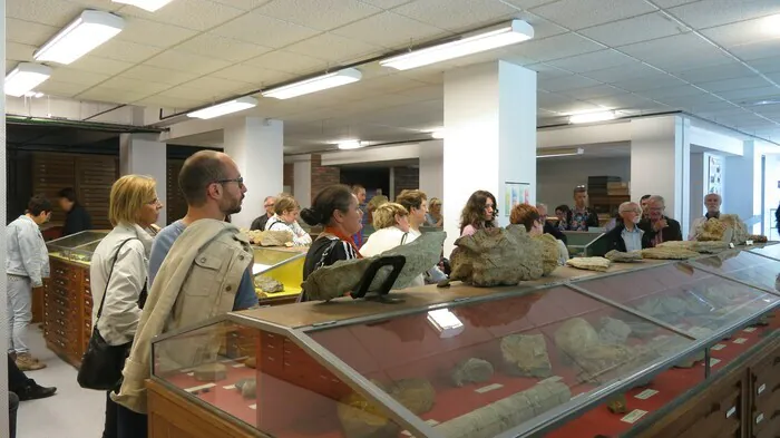 Visite guidée du musée : découverte à travers les fossiles Musée de géologie Caen