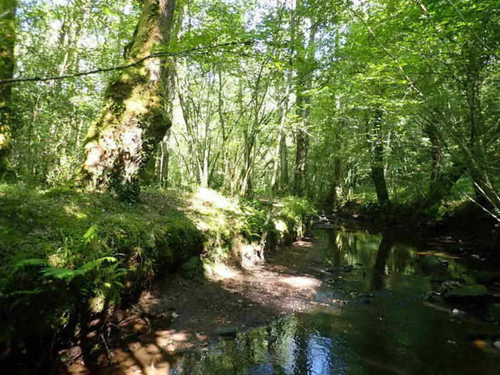 Balade "Faune et flore des zones humides autour du Cens et des carrières de la Côte d'or" Parc de la Gaudinière Nantes