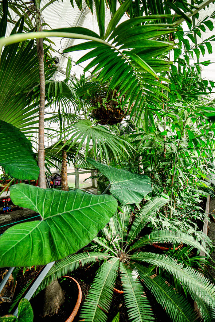 Serres d'agronomie tropicale du Grand Blottereau Parc du Grand Blottereau Nantes