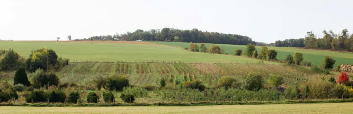 Découvrez le rôle du végétal dans le cycle de l'eau Pepinieres Rougieux Lanfroicourt