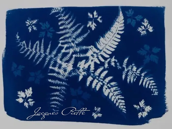 Atelier cyanotype Pétales de la Baie Saint-Jean-le-Thomas