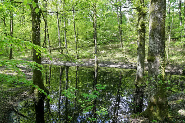 Circuit : la sylviculture appliquée à une forêt du Perche Place de l'église de Courcerault Cour-Maugis sur Huisne