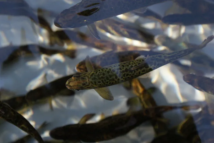 Visitez les coulisses d'une pisciculture Réserve naturelle de la petite Camargue alsacienne Saint-Louis