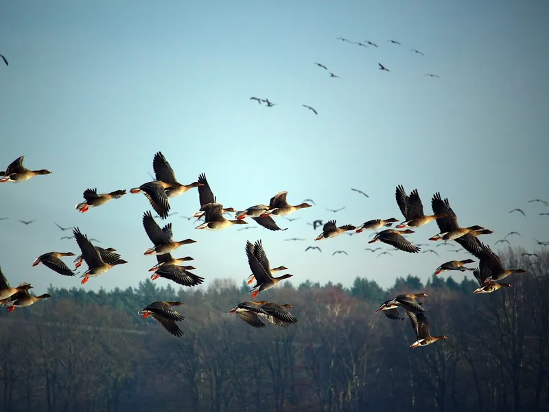 Balade nature "La migration des oiseaux"