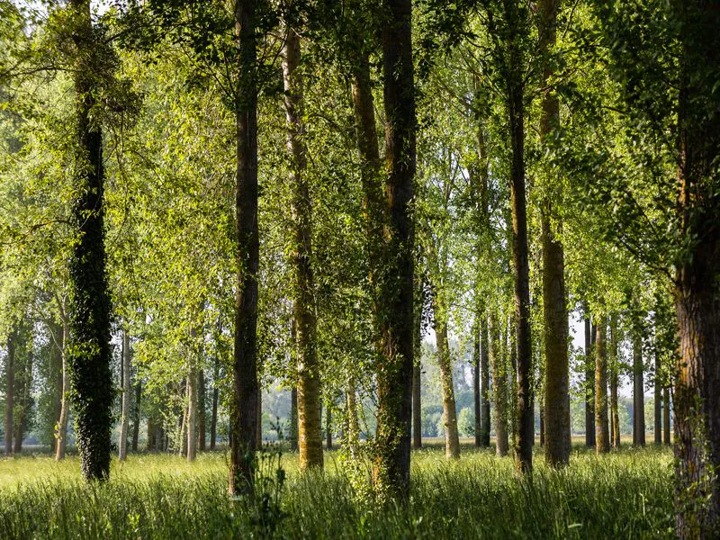 Sentier nature des marais de l'Orne et de la Noë Caen Normandie