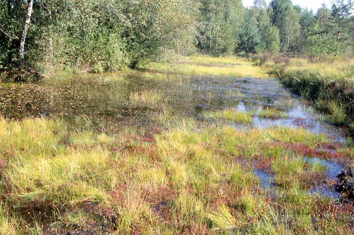 Sentier de la tourbière des Froux Manou Centre-Val de Loire