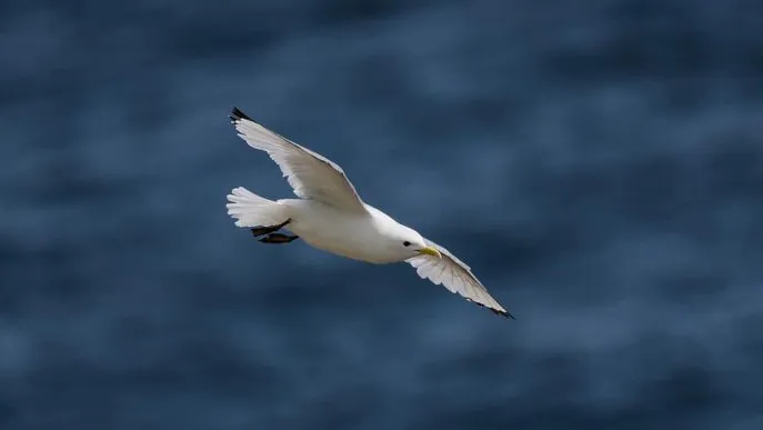 Tous à Plumes