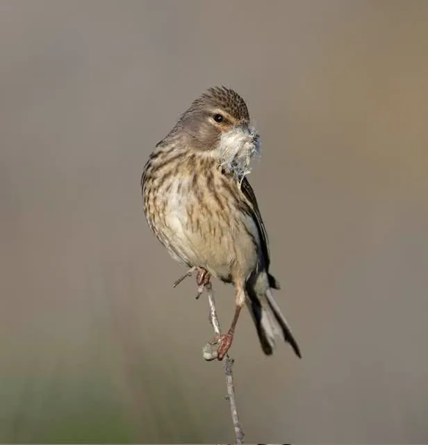 Tous à Plumes