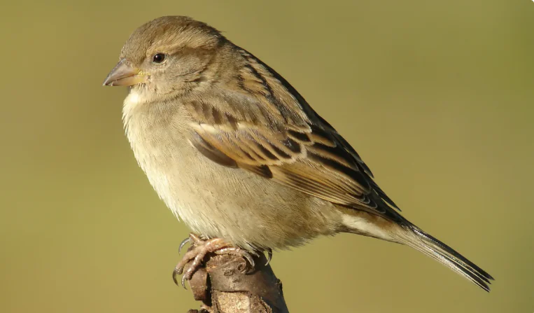 Tous à Plumes