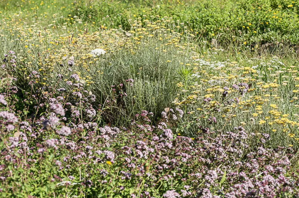 Plantes de bonnes femmes et de sorcières