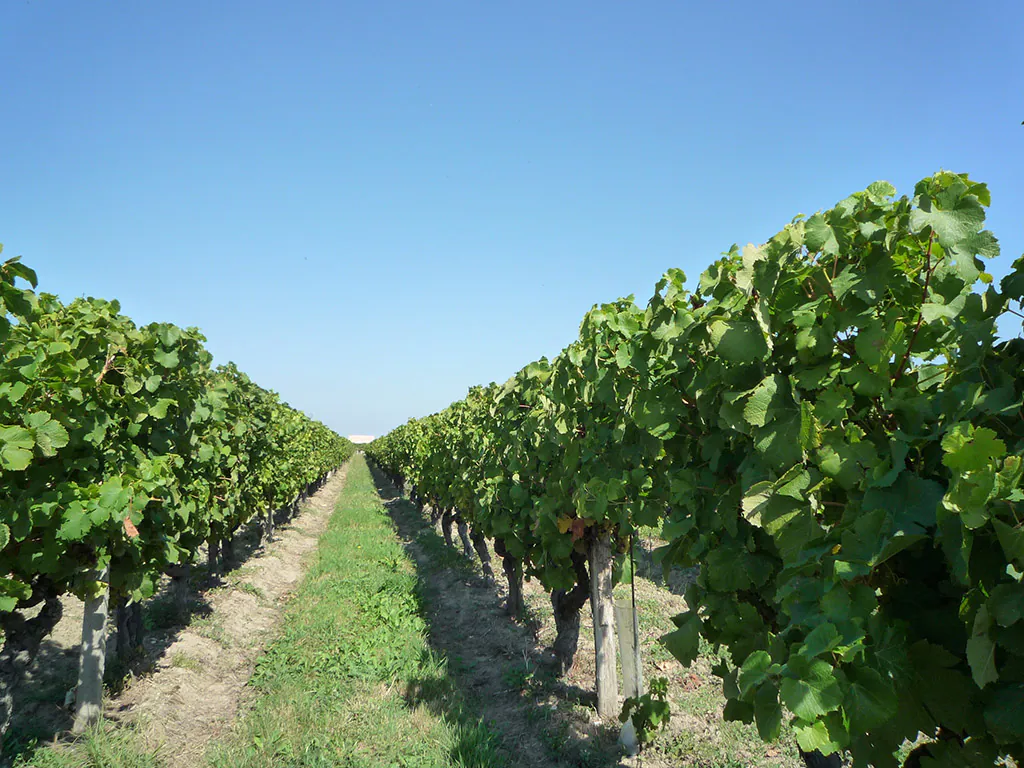 Boucle de la Fontaine Saint Laurent des Vignes Saint-Laurent-des-Vignes Nouvelle-Aquitaine