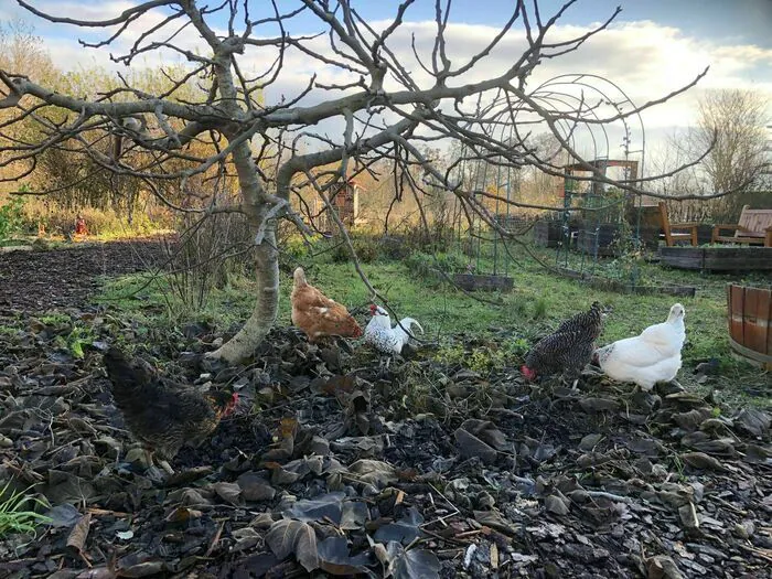 Découverte libre d’un espace naturel préservé au cœur d’un quartier urbain Association Connaître et Protéger la Nature - Les Coquelicots Metz