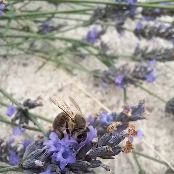 Les plantes mellifères et les abeilles Aux secrets des abeilles Rieux-Volvestre