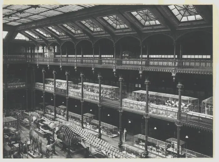 Voyage dans les archives du Muséum : la naissance de la Grande Galerie de l’Évolution Bibliothèque du Muséum national d'Histoire naturelle Paris