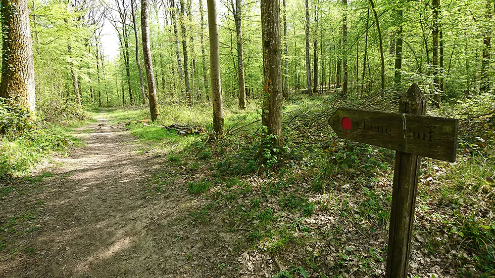 Balade au coeur de la forêt de Vauclair