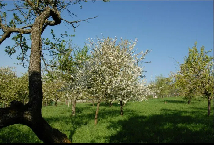 A la découverte d'un coteau lorrain Butte Sainte-Geneviève Essey-lès-Nancy