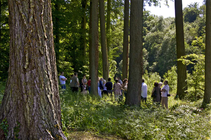 Les Arbres Fabuleux : promenade découverte dans le parc du Prieuré Château et parc de Cons-la-Grandville Cons-la-Grandville