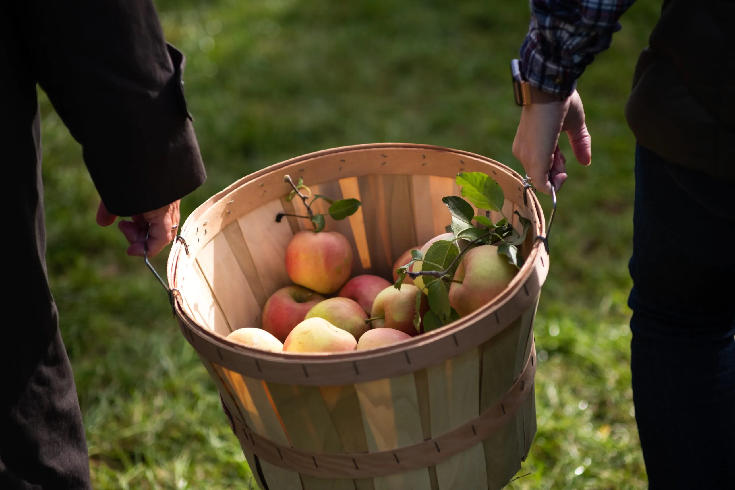 Pommerade à la Ferme Bouscarel