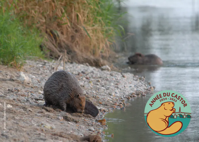 Autour du castor européen : animations proposées par la Fédération de Pêche du Loir-et-Cher et le Syndicat d’Entretien du Bassin du Beuvron Domaine national de Chambord Chambord