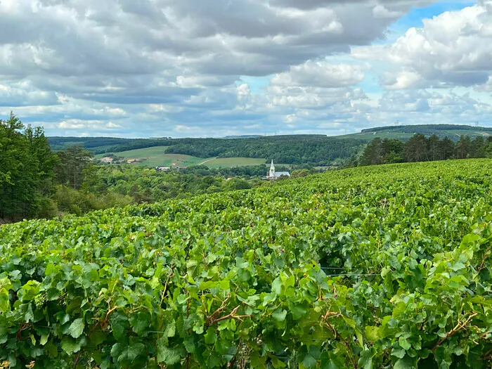 Itinéraire découverte du "paysage vertical" champenois Église Saint-Pierre-ès-Liens Les Riceys