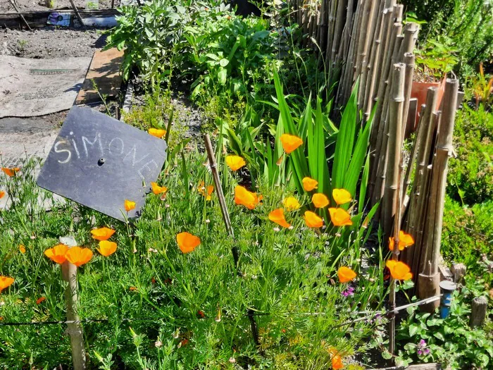 Balade botanique autour des aromatiques Jardin de Terre d'ADELES Pessac