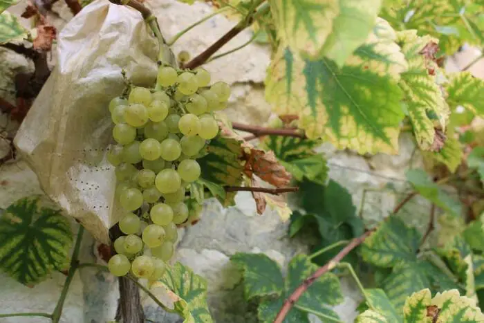 Visite guidée : la grande histoire du chasselas de Thomery Jardins Salomon Thomery