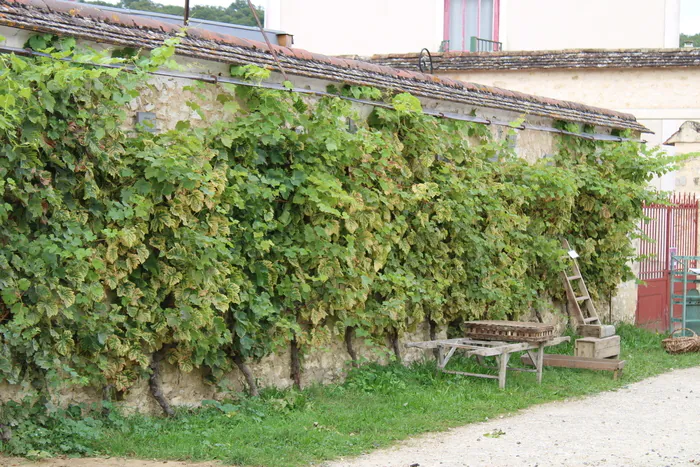 Parcours : le patrimoine en questions Jardins Salomon Thomery