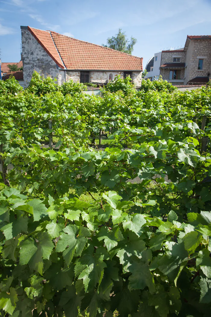 Visite des Vignes et de la Grange de Clamart La grange-musée Franquet