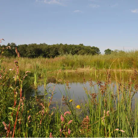 Parcours d'orientation au coeur de l'Espace Naturel Sensible de la Grimaudière