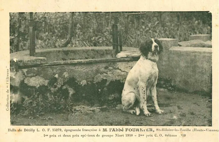 Exposition autour du club de l'épagneul français créé à Saint-Hilaire Maison Saint-Hilaire-la-Treille