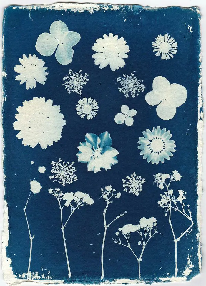 Ateliers de pratique artistique - Atelier cyanotype Médiathèque Jules-Verne Houilles