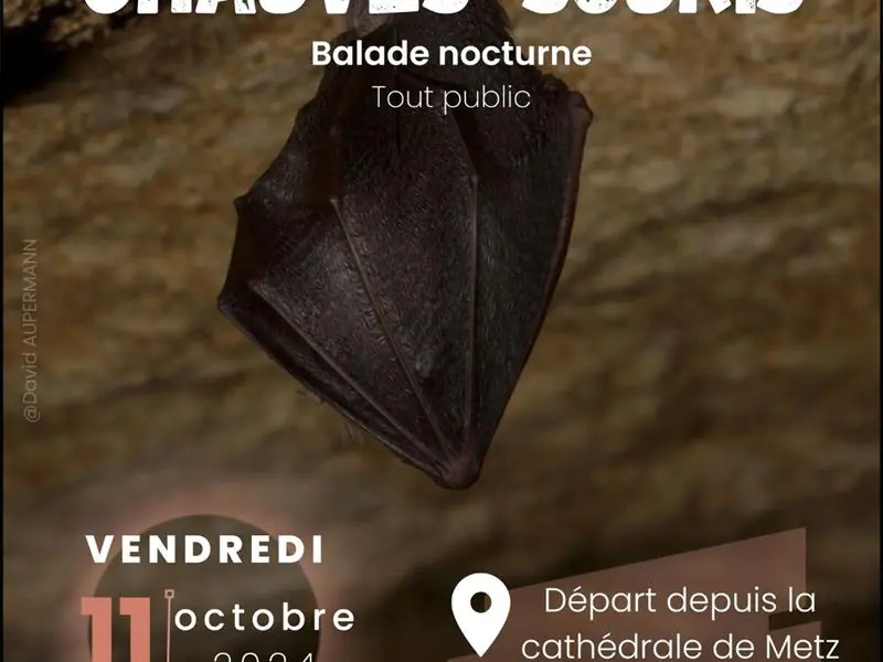 BALADE NOCTURNE: À LA DÉCOUVERTE DES CHAUVES-SOURIS