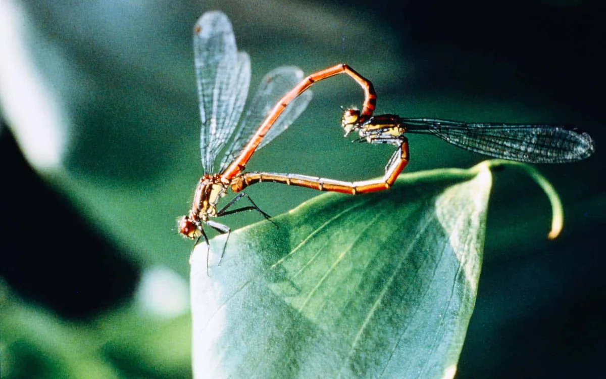 MICROCOSMOS : LE PEUPLE DE L’HERBE Claude Nuridsany et Marie Pérennou Le Carreau du Temple Paris