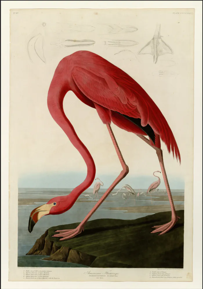 Visite exposition : Jean-Jacques Audubon