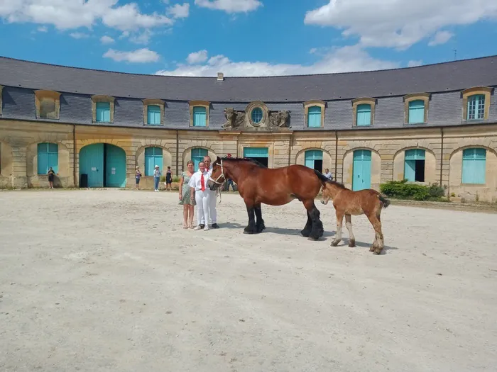 Visitez un musée dédié à l'histoire du cheval de trait Musée du Cheval de Trait Ardennais / Communs du Château d'Augeard Buzancy