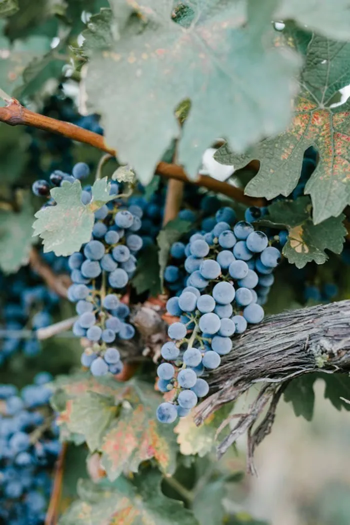 Conférence sur l'histoire de la vigne et de la culture du vin Musée du Patrimoine de Grimaud Grimaud