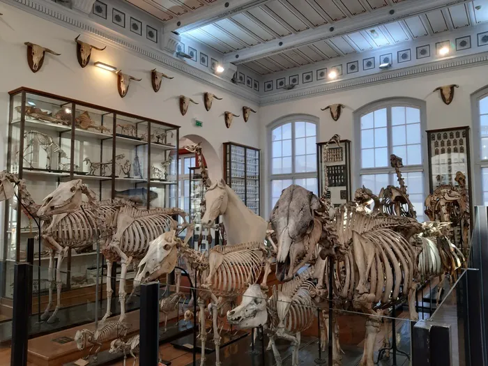 Visite du musée Fragonard Musée Fragonard de l'École nationale vétérinaire Maisons-Alfort