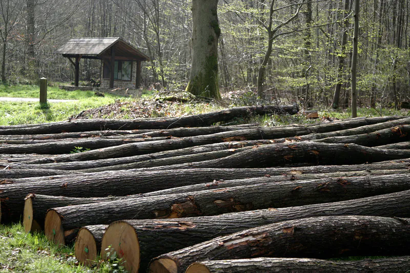 Mois du doc Forêt