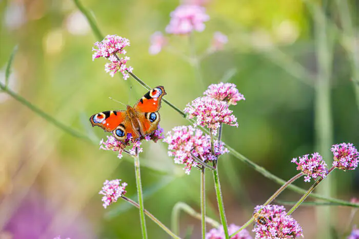 La biodiversité lilloise Parc de la Citadelle Lille