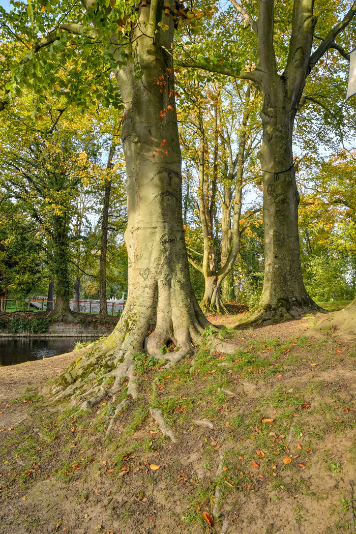 Les arbres