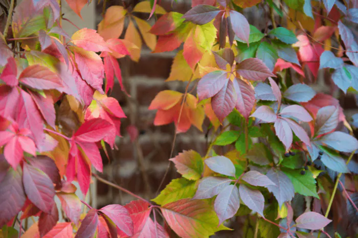 Célébrer l'automne avec les plantes de saison Parc de la Citadelle Lille