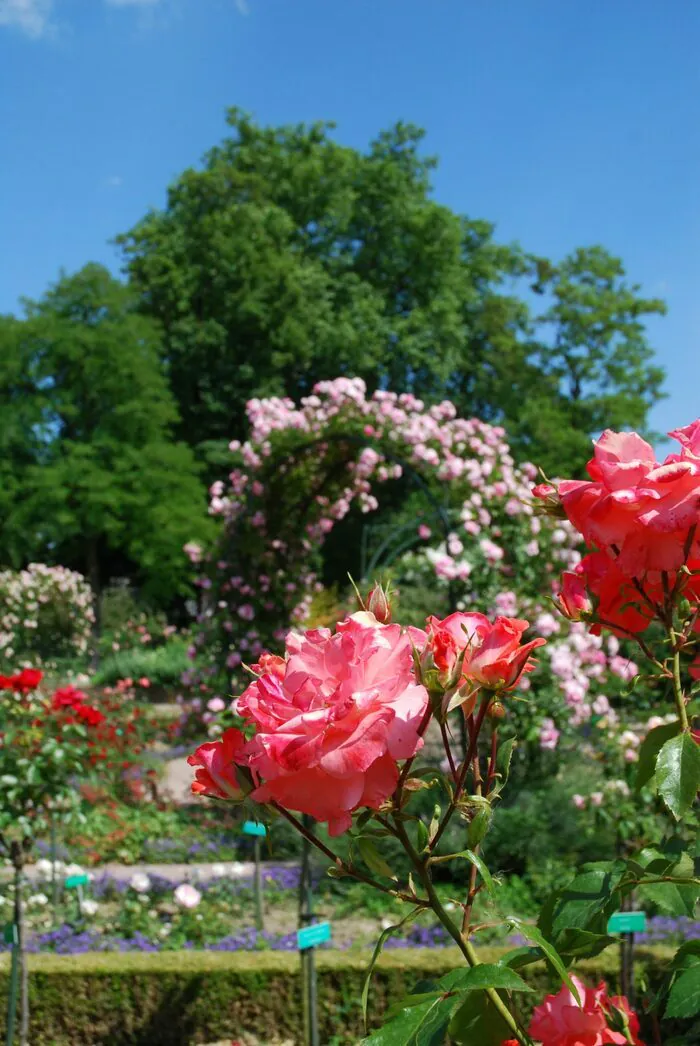 Découvrez le Parc de la Roseraie Parc de la Roseraie Schiltigheim